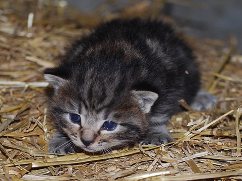 Arij El Fouad Katzenbabies